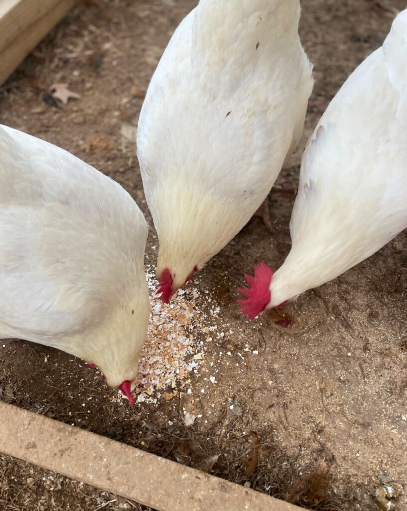 white chickens eating eggshell grit off the ground