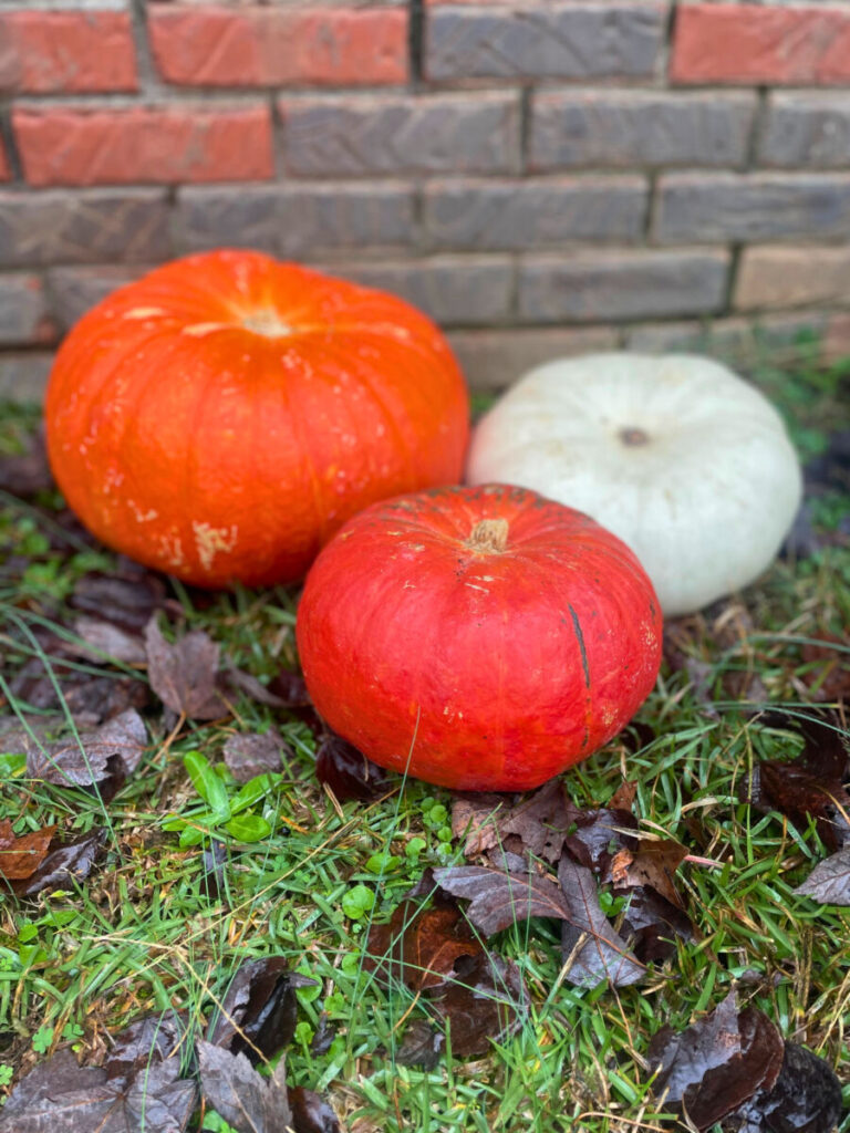 3 pumpkins displayed outside